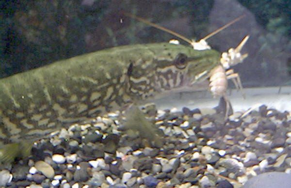 √ Atyaephyra Desmaresti Reproduction Aquarium Fischlexikon